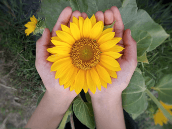 A pair of hands extended and turned up, hold a yellow sunflower.